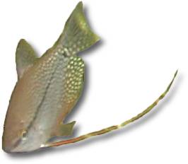 Trichogaster leeri - ichavec perleov