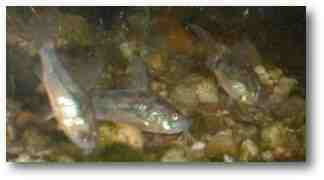 Corydoras paleatus