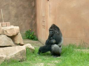 Zoo Praha 08058