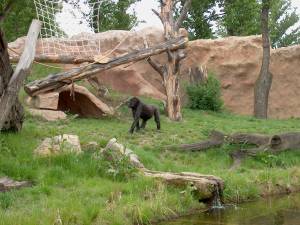 Zoo Praha 08061