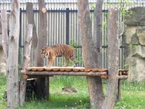 Zoo Praha 08064