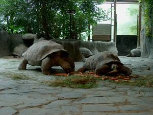 Zoo Praha 08071