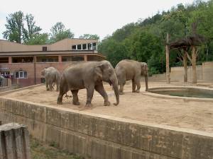 Zoo Praha 08076