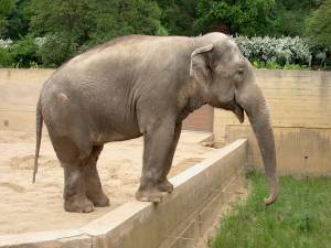 Zoo Praha 08079