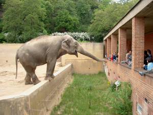 Zoo Praha 08080