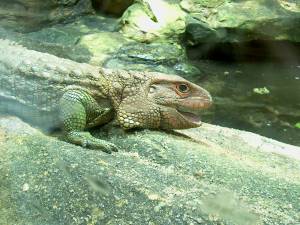 Zoo Praha 08083