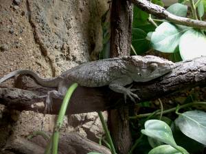 Zoo Praha 08091