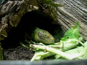 Zoo Praha 08096