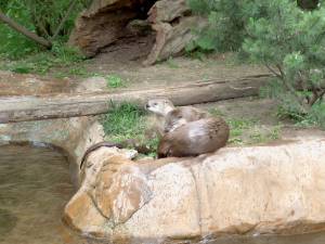 Zoo Praha 08101