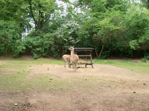 Zoo Praha 08116