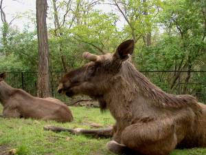 Zoo Praha 08118