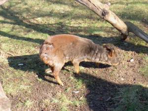 Zoo Praha 11956