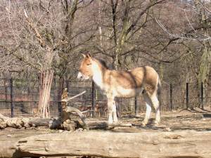 Zoo Praha 11988