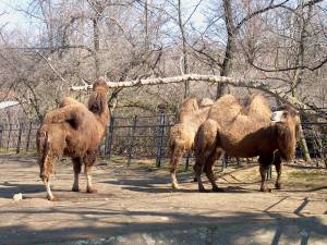 Zoo Praha 11989