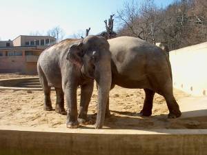 Zoo Praha 12013