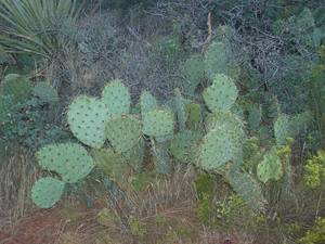 Montezuma castle a Sedona a090721