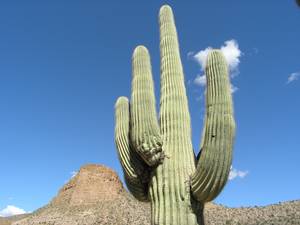 Jezera Canyon, Apache, Roosevelt a Tonto a150911