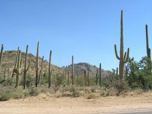 Sonora Desert Museum a231104