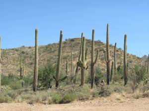 Sonora Desert Museum a231105