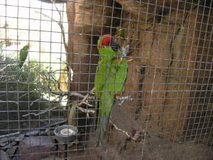 Sonora Desert Museum a231116