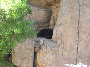 Sonora Desert Museum a231119