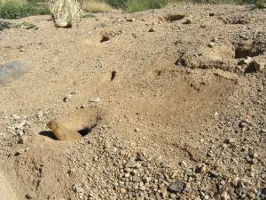 Sonora Desert Museum a231135