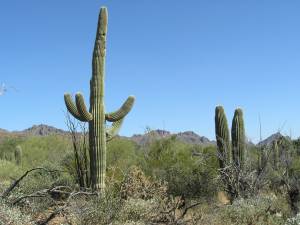 Sonora Desert Museum a231137