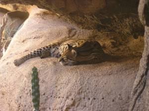 Sonora Desert Museum a231139