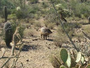 Sonora Desert Museum a231142