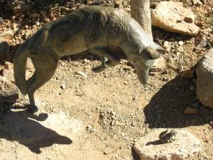 Sonora Desert Museum a231146