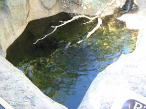 Sonora Desert Museum a231151