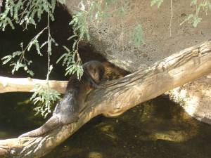 Sonora Desert Museum a231153