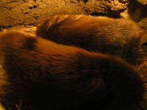 Sonora Desert Museum a231155