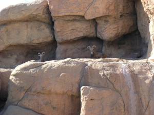 Sonora Desert Museum a231161