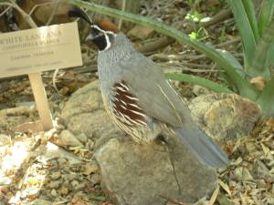 Sonora Desert Museum a231164