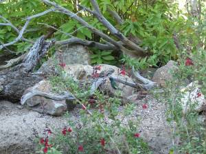 Sonora Desert Museum a231175