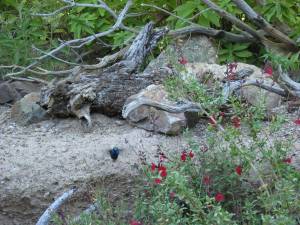 Sonora Desert Museum a231177