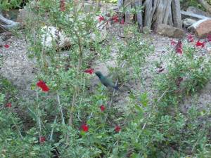 Sonora Desert Museum a231182