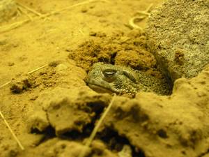 Sonora Desert Museum a231187