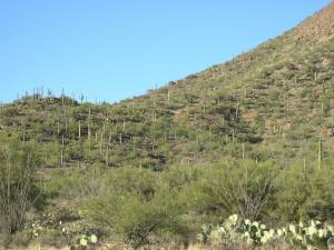 Sonora Desert Museum a231189