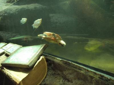 Zoo Praha 7288790