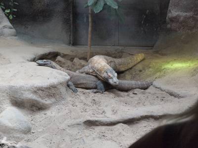 Zoo Praha 7288801