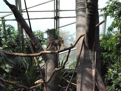 Zoo Praha 7288805