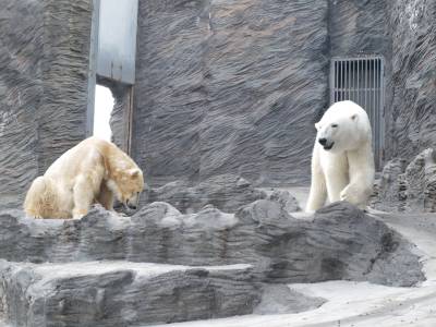 Zoo Praha 7288816
