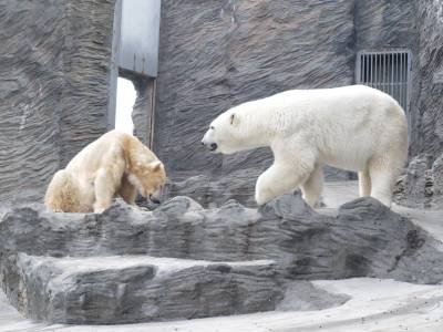 Zoo Praha 7288817