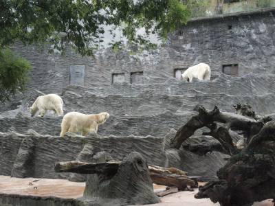Zoo Praha 7288824