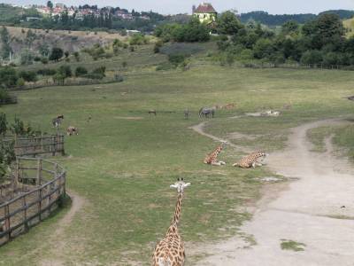 Zoo Praha 7288829