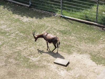 Zoo Praha 7288831