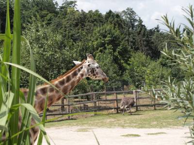 Zoo Praha 7288837