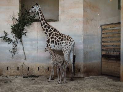 Zoo Praha 7288839